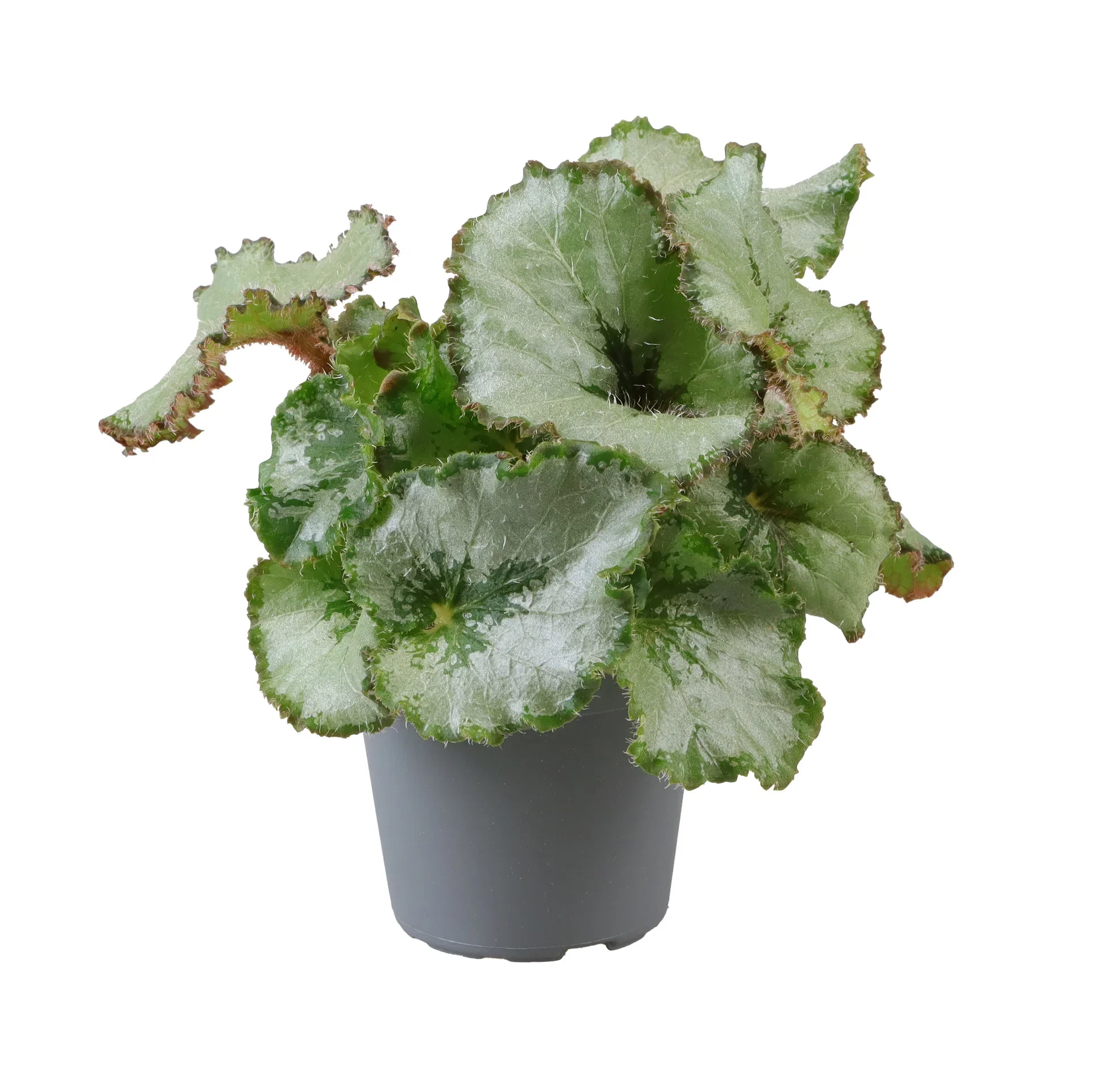 Begonia Rex mini mix