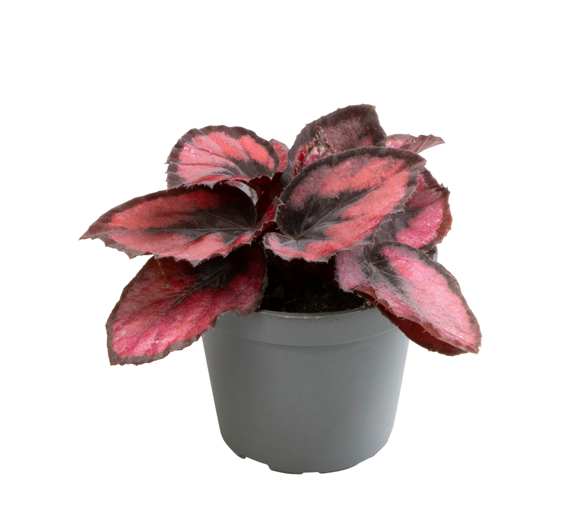 Begonia Rex mini mix