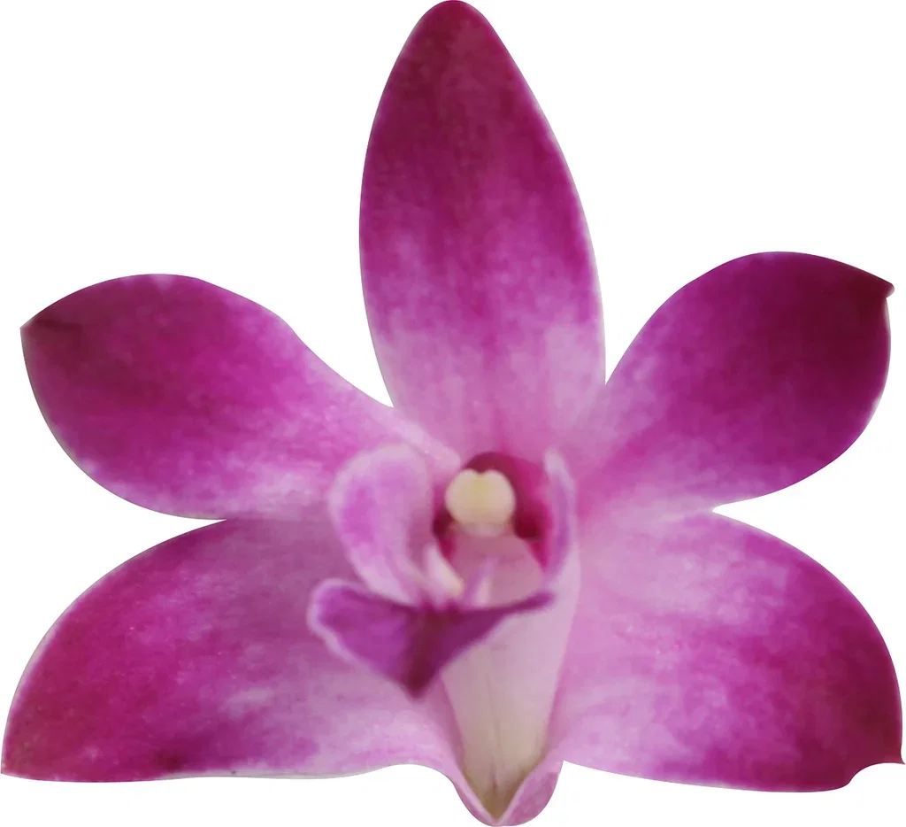 Dendrobium 'Berry Oda'