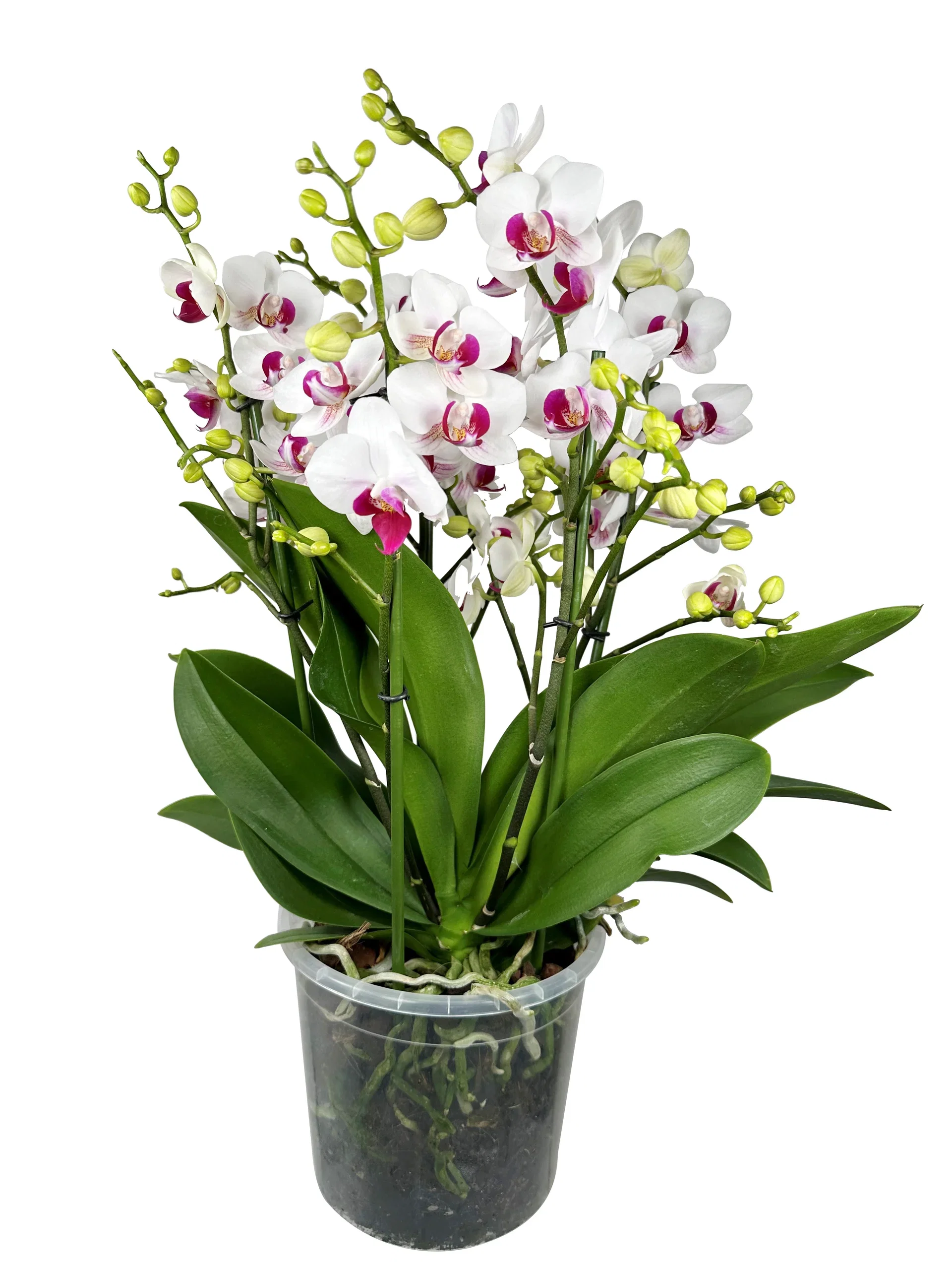 Phalaenopsis 'Safe Haven'