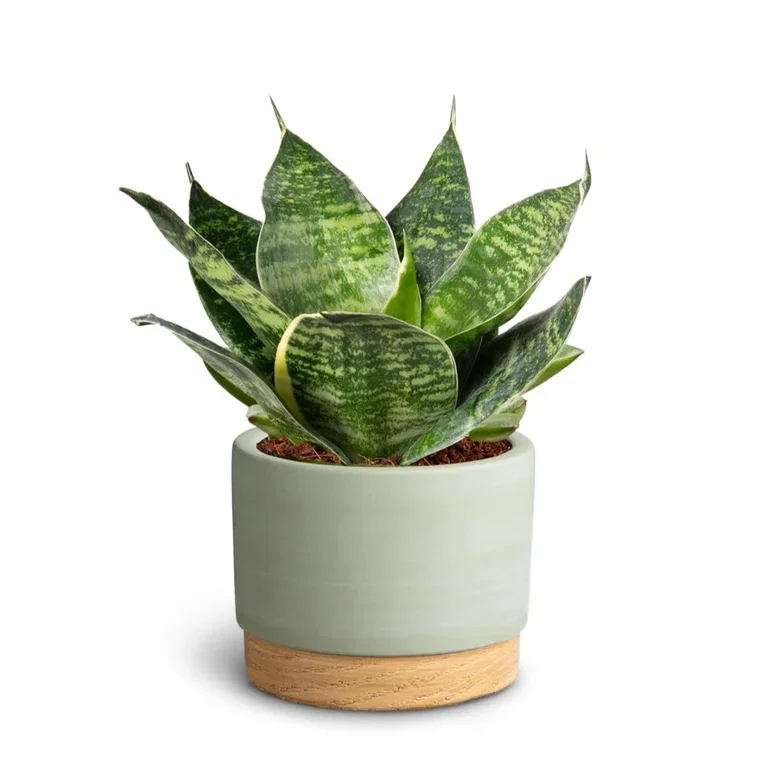 Sansevieria in pot