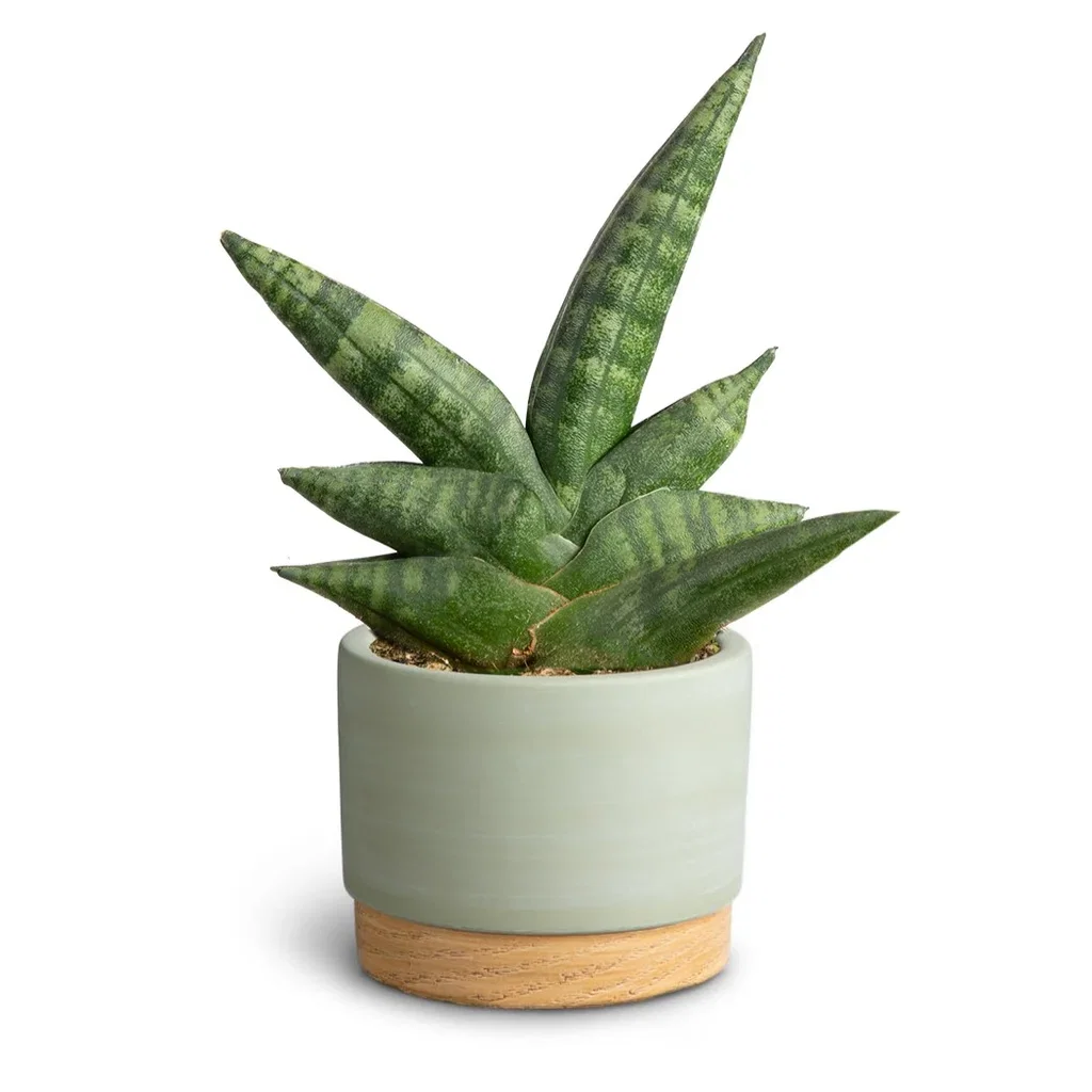 Sansevieria in pot