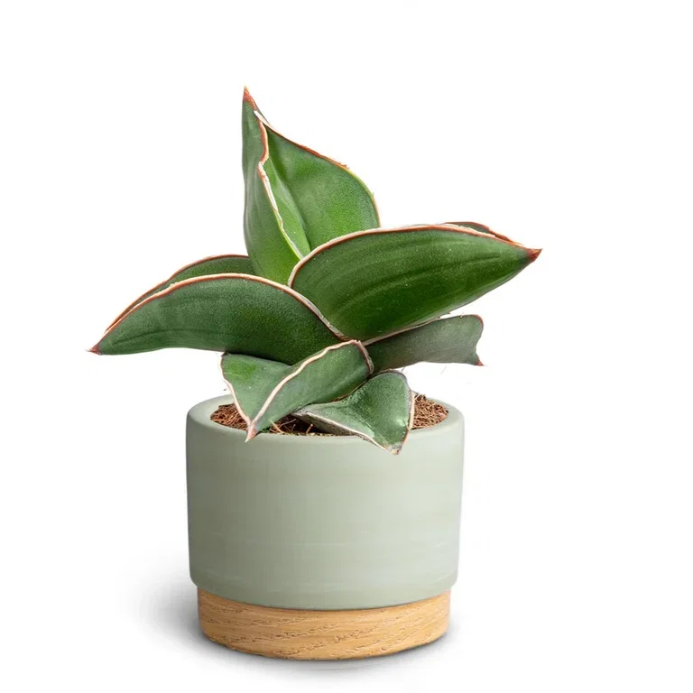 Sansevieria in pot