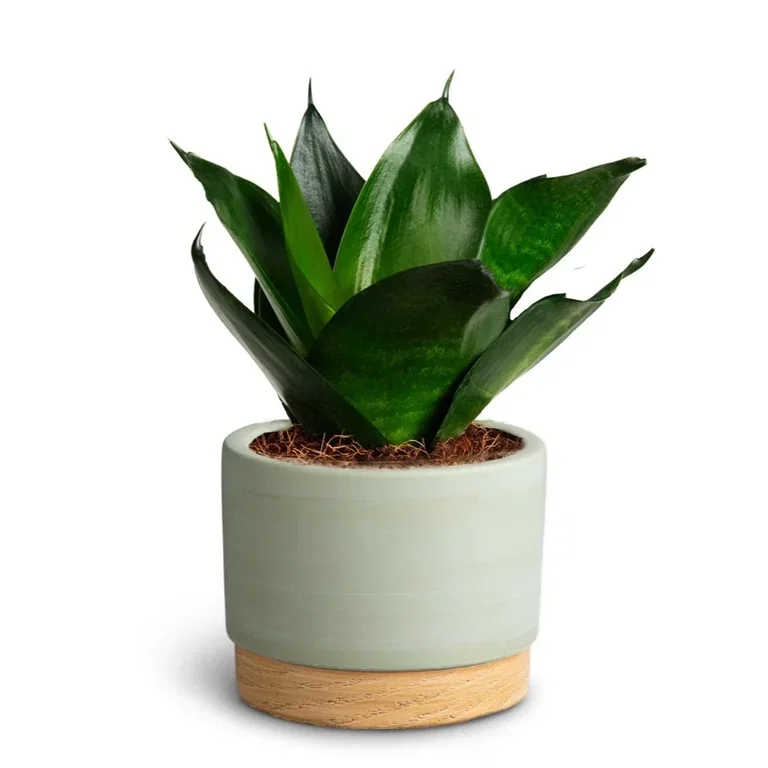 Sansevieria in pot