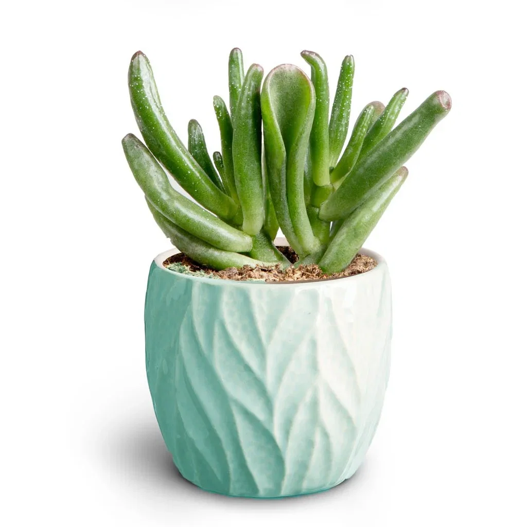Succulent in pot