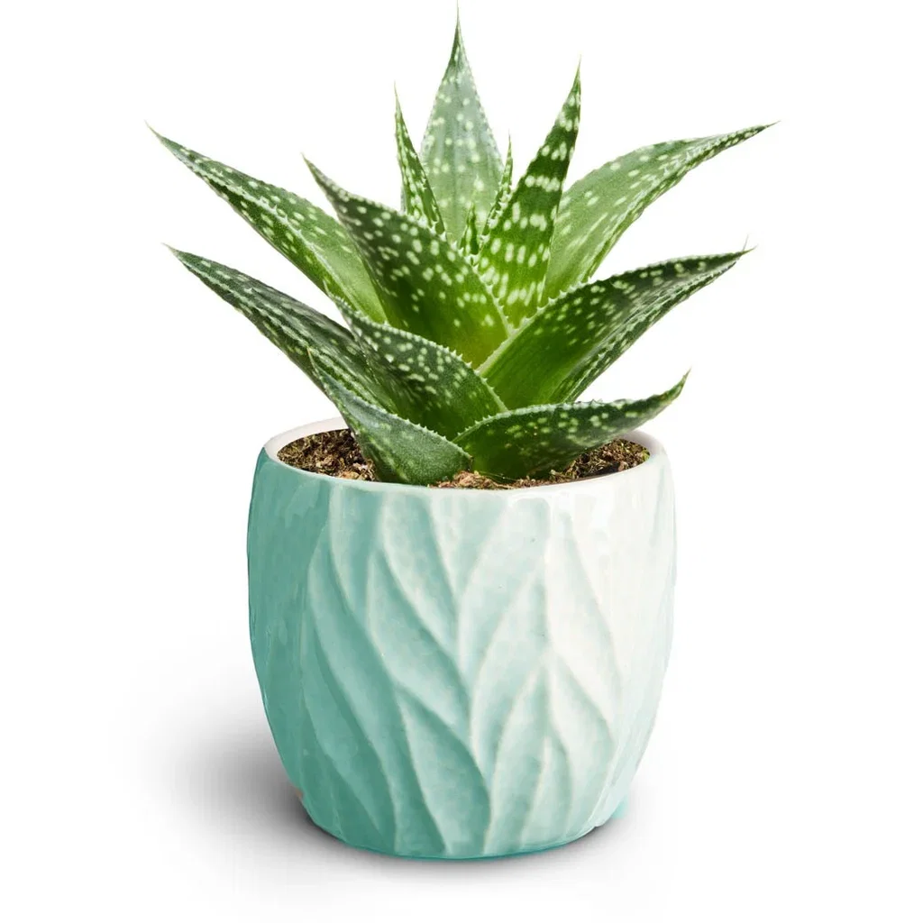 Succulent in pot