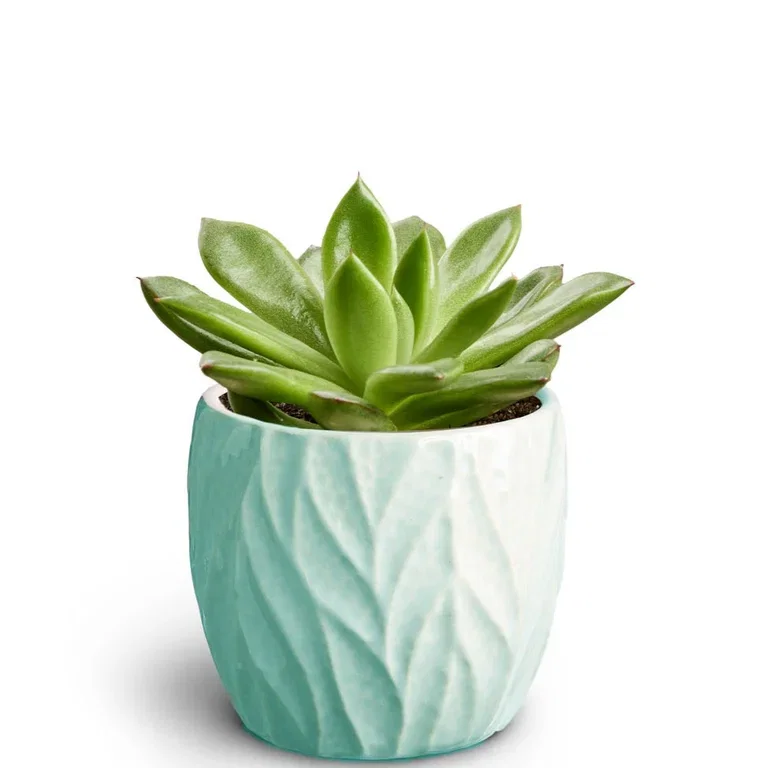 Succulent in pot