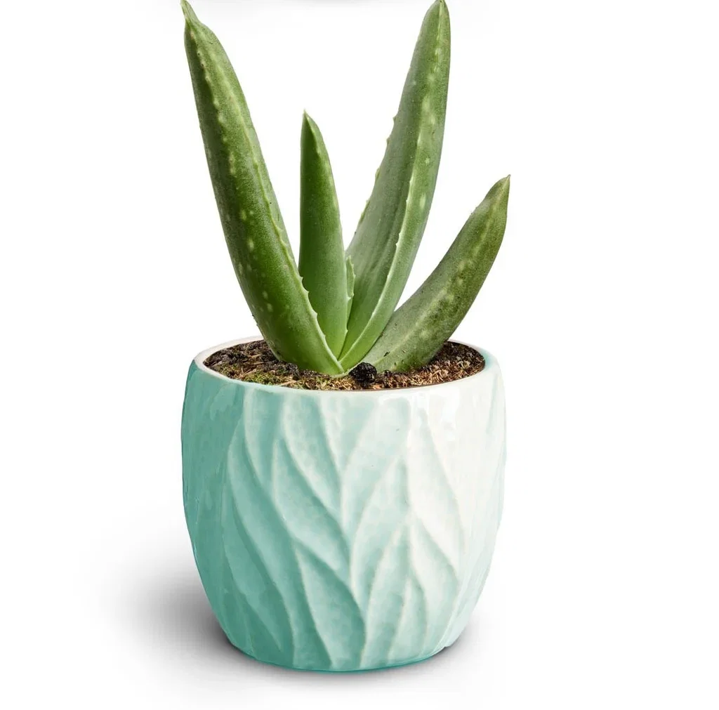 Succulent in pot