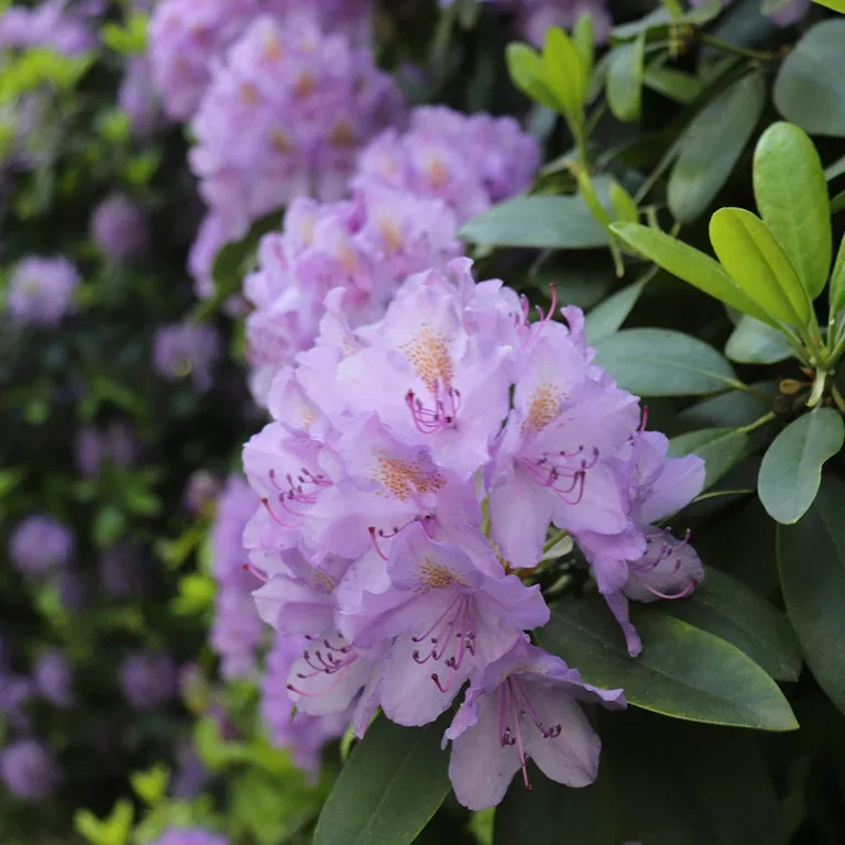 Rhododendron – plantering och skötsel