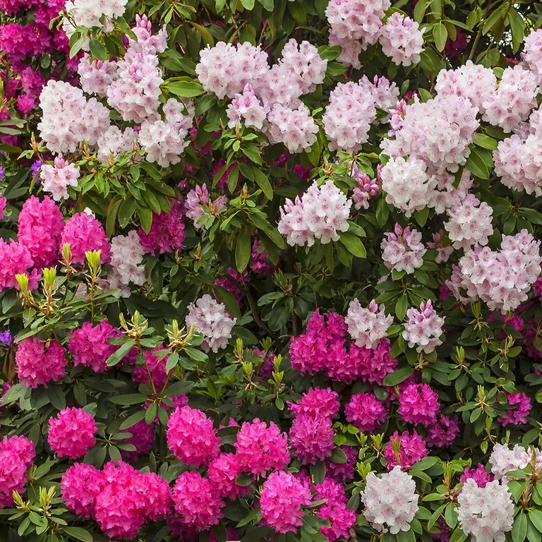 Rhododendron – plantering och skötsel
