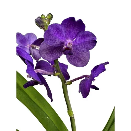 Vanda i glaskruka