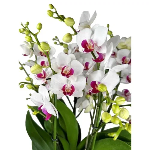 Phalaenopsis 'Safe Haven'