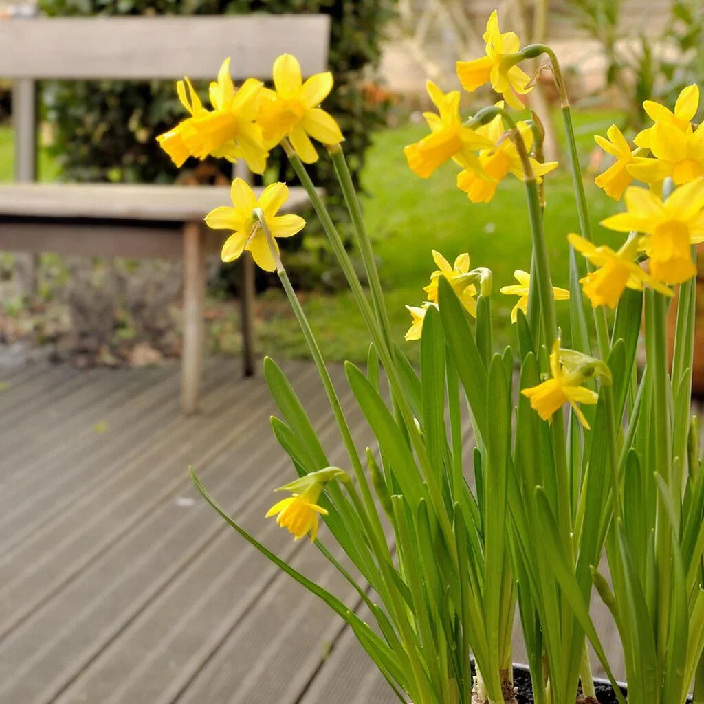 Påsklilja – plantering och skötsel