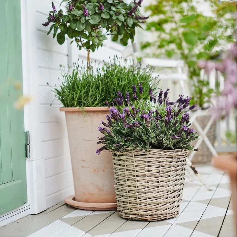 Lavendel - plantering och skötsel