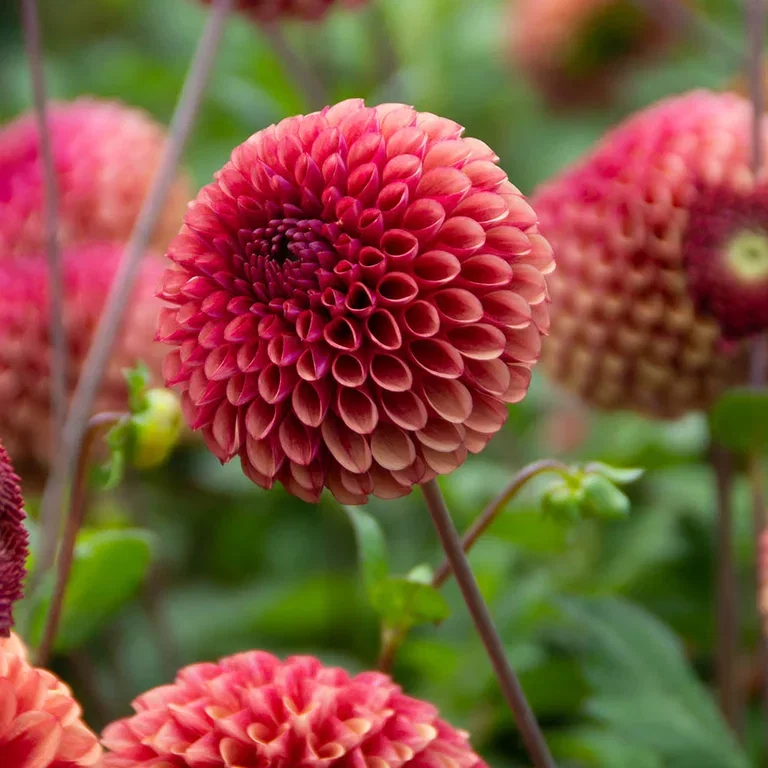 Dahlia – plantering och skötsel