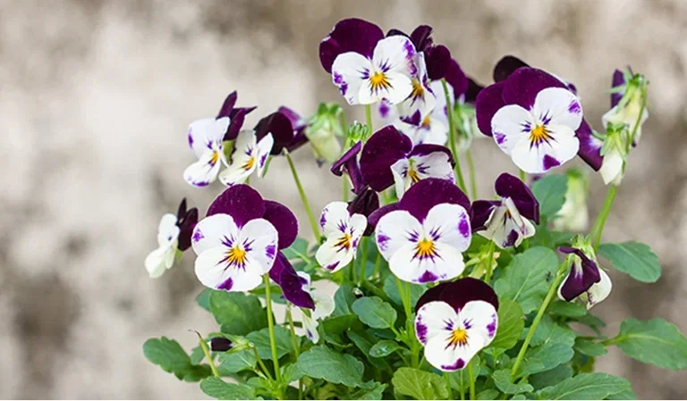 Pansies - planting and care