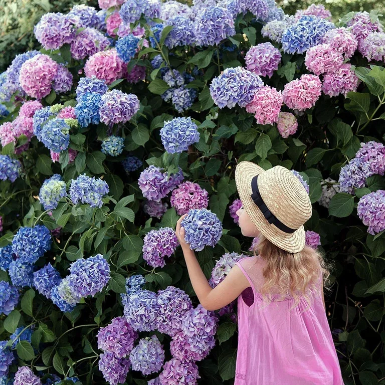 Hortensia – plantering och skötsel