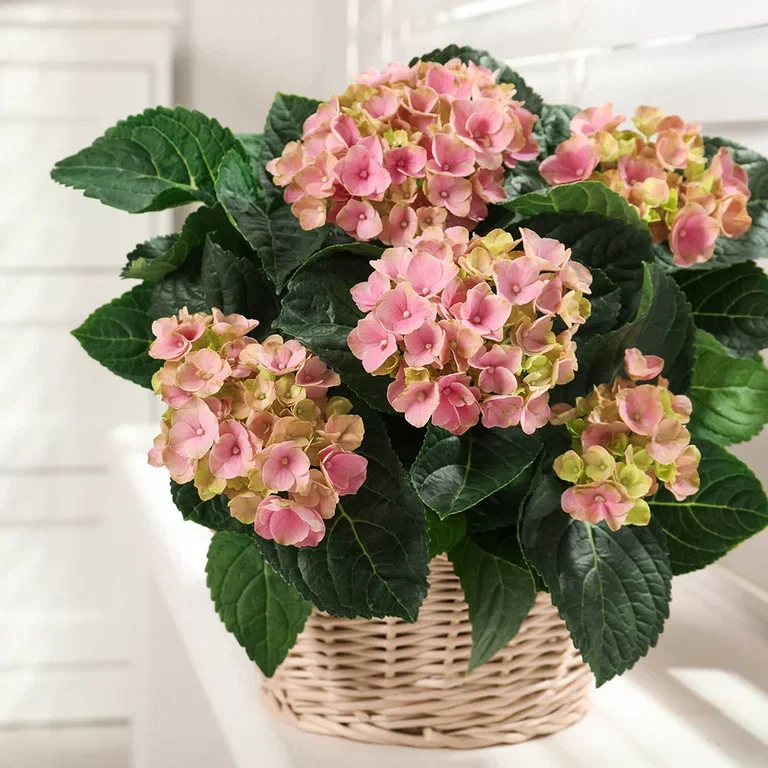 Hortensia – plantering och skötsel