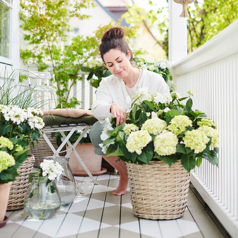 Hortensia – plantering och skötsel