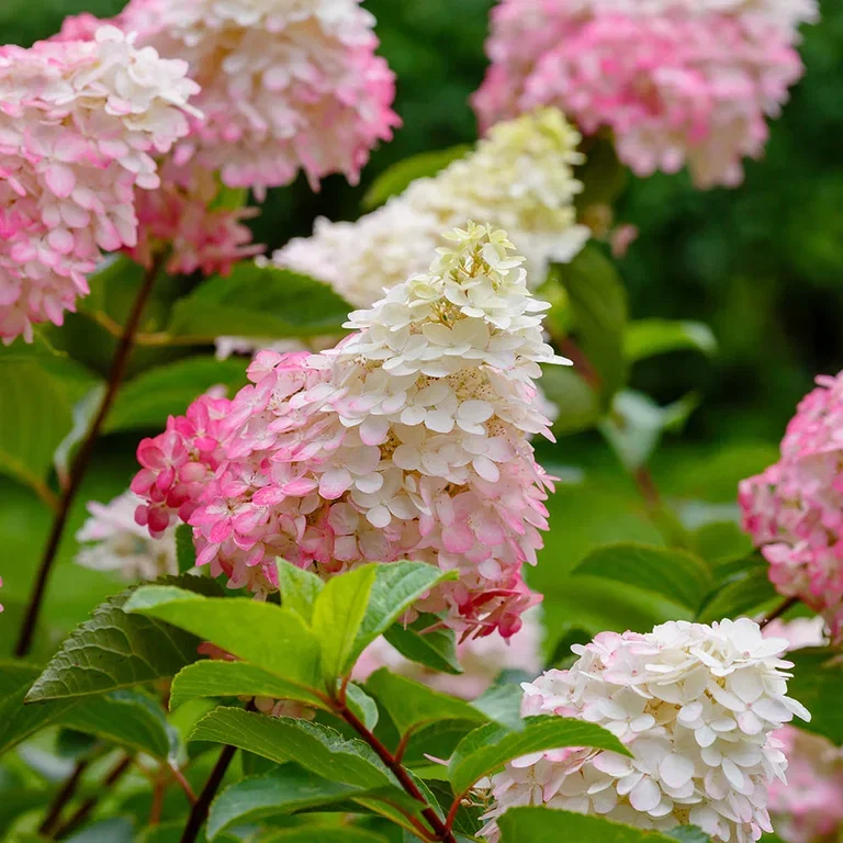 Hortensia – plantering och skötsel
