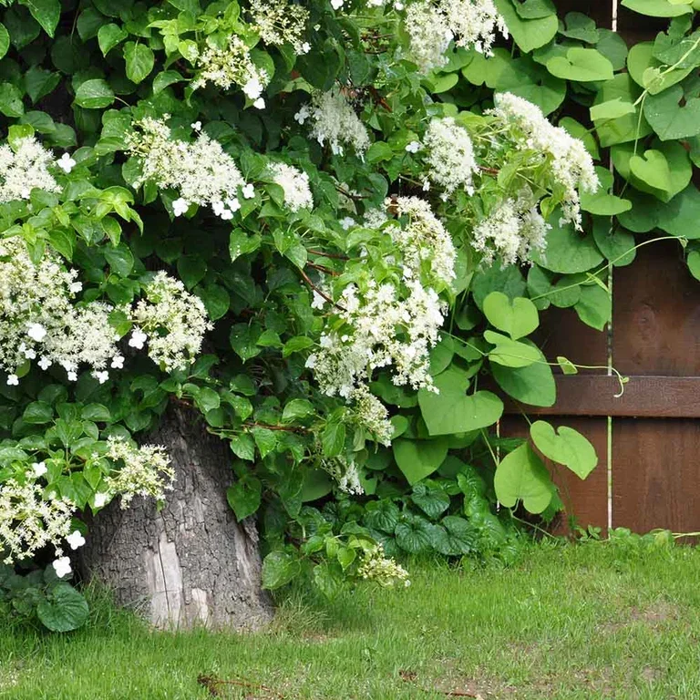 Hortensia – plantering och skötsel