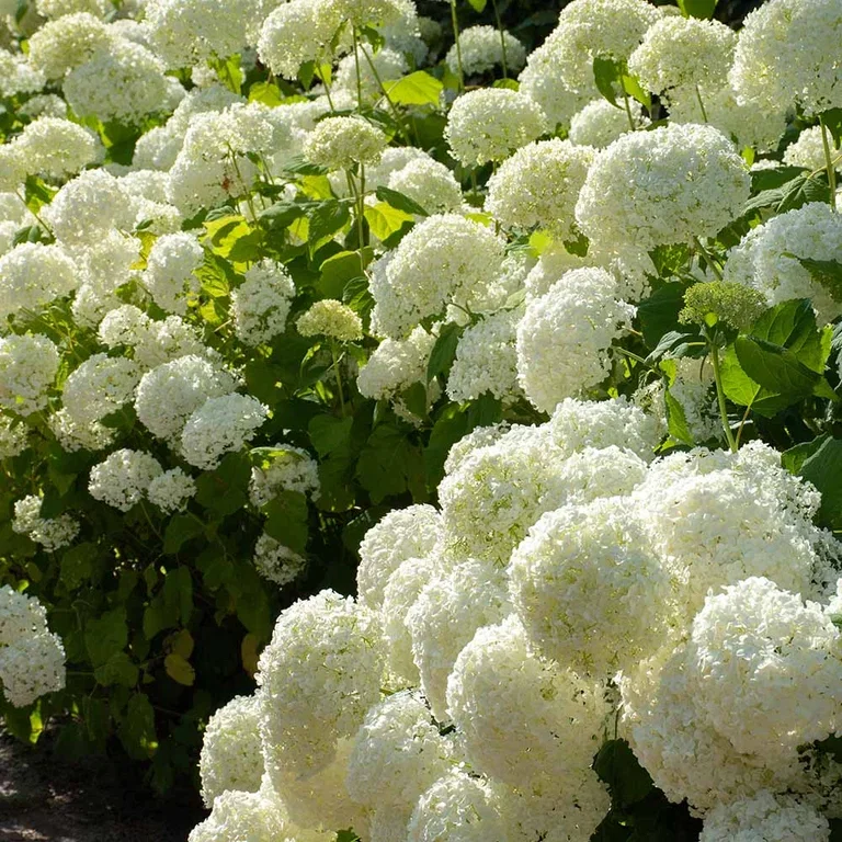 Hortensia – plantering och skötsel