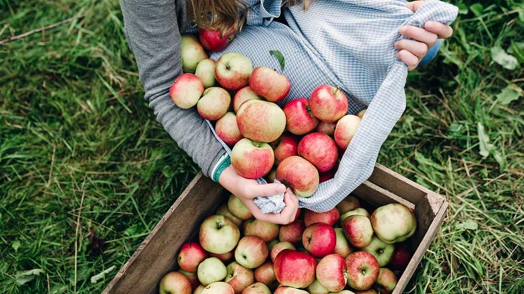 Apple tree – planting and care
