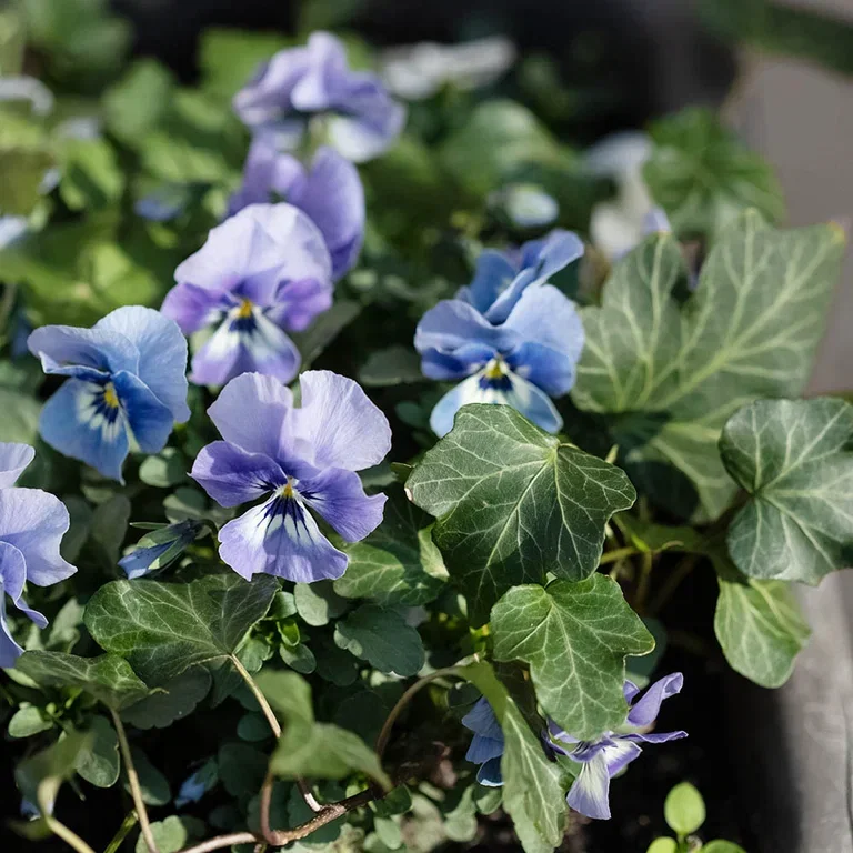 Vårblommor i kruka – dekorera entrén inför våren