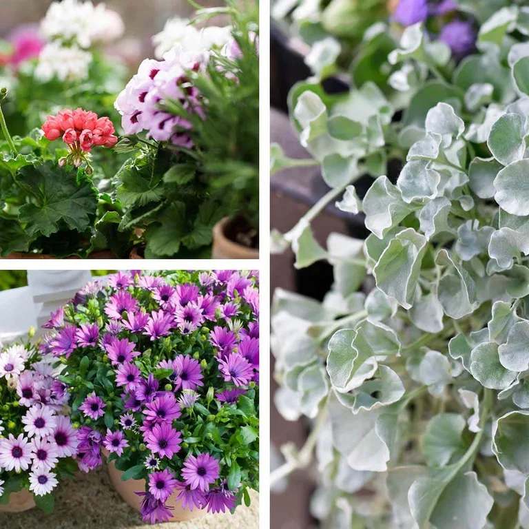 Vårblommor i kruka – dekorera entrén inför våren