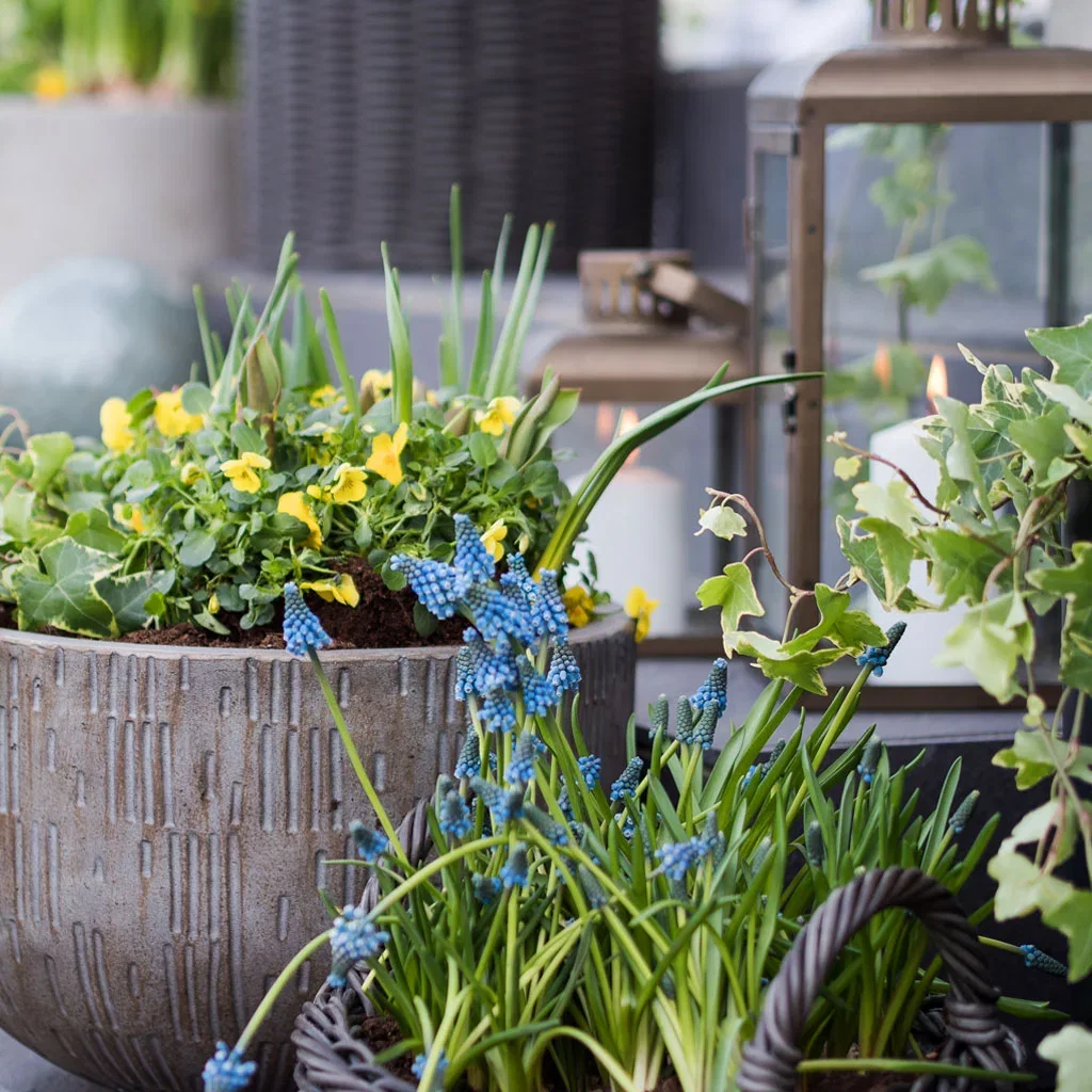 Vårblommor i kruka – dekorera entrén inför våren