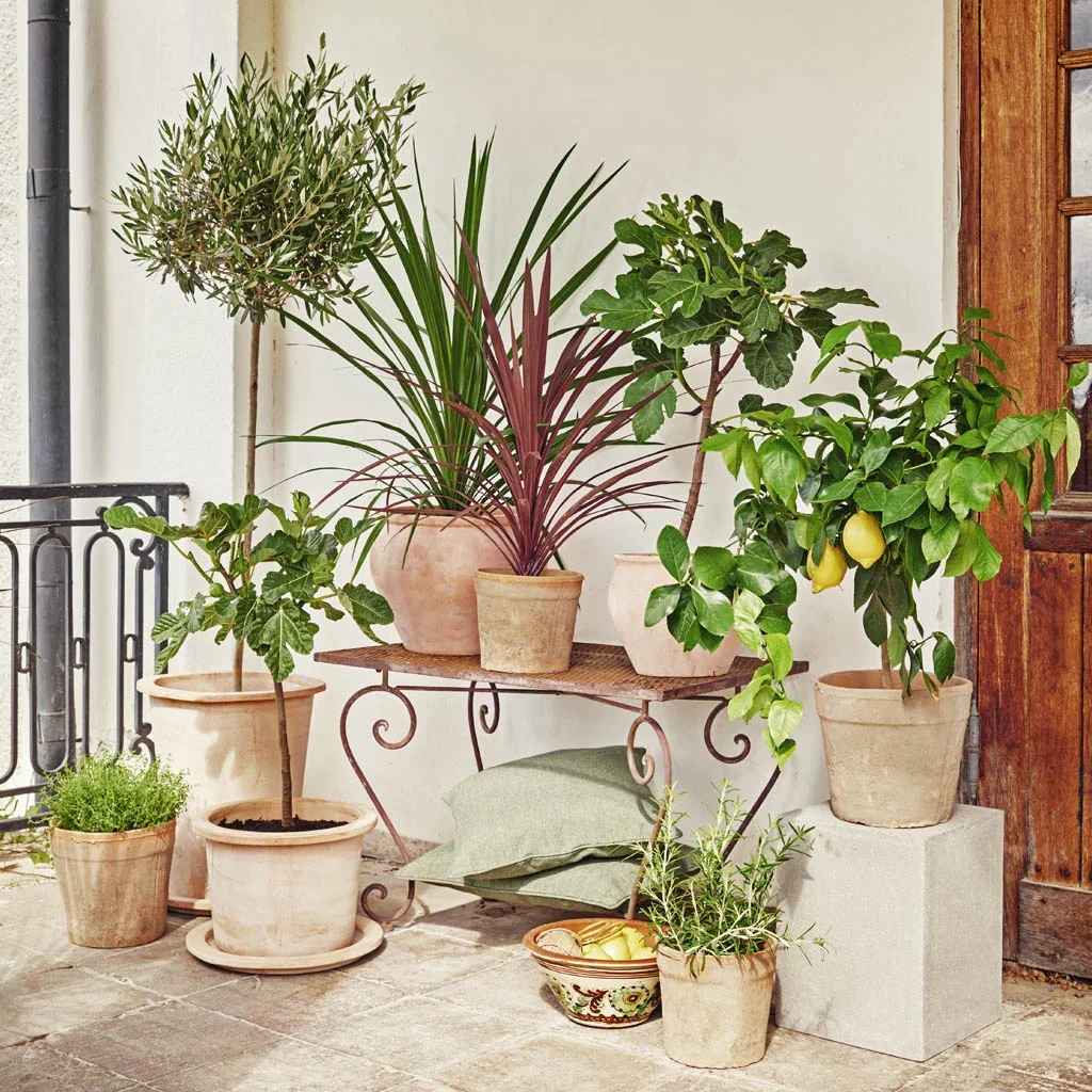 MEDITERRANEAN GARDEN - relaxed, warm and fragrant