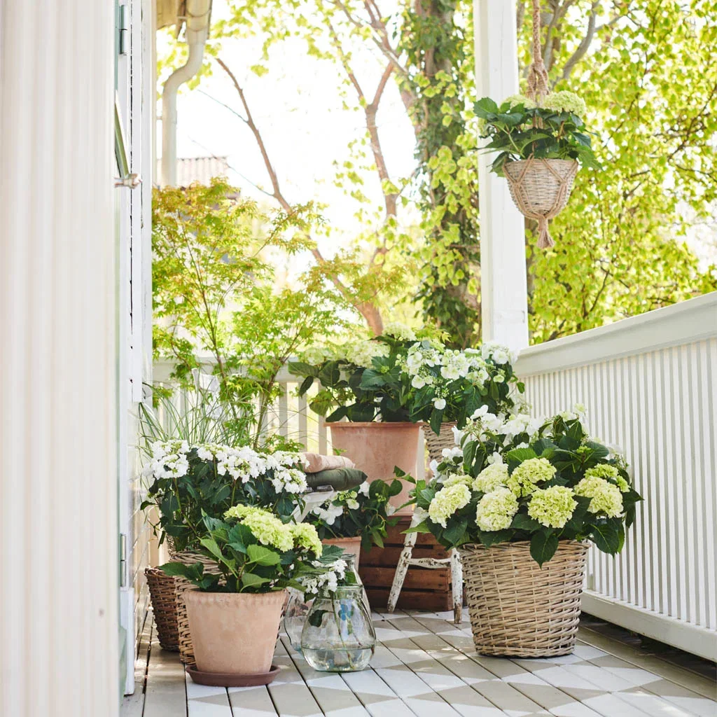 CLASSIC GARDEN - harmonious, lush and idyllic