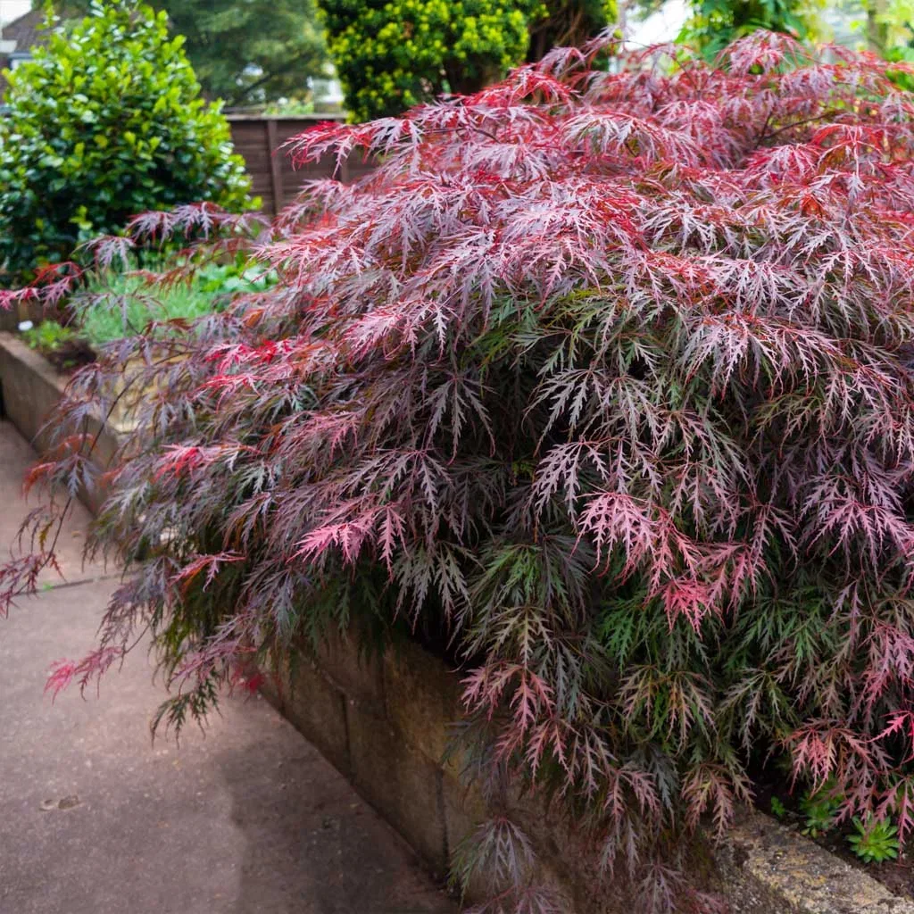 JAPANDI GARDEN - simple, peaceful and balanced
