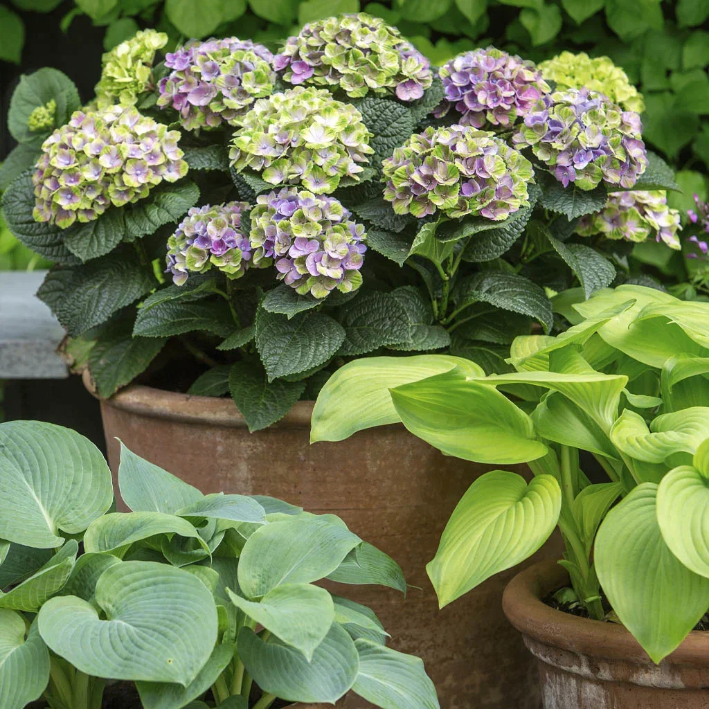 CLASSIC GARDEN - harmonious, lush and idyllic
