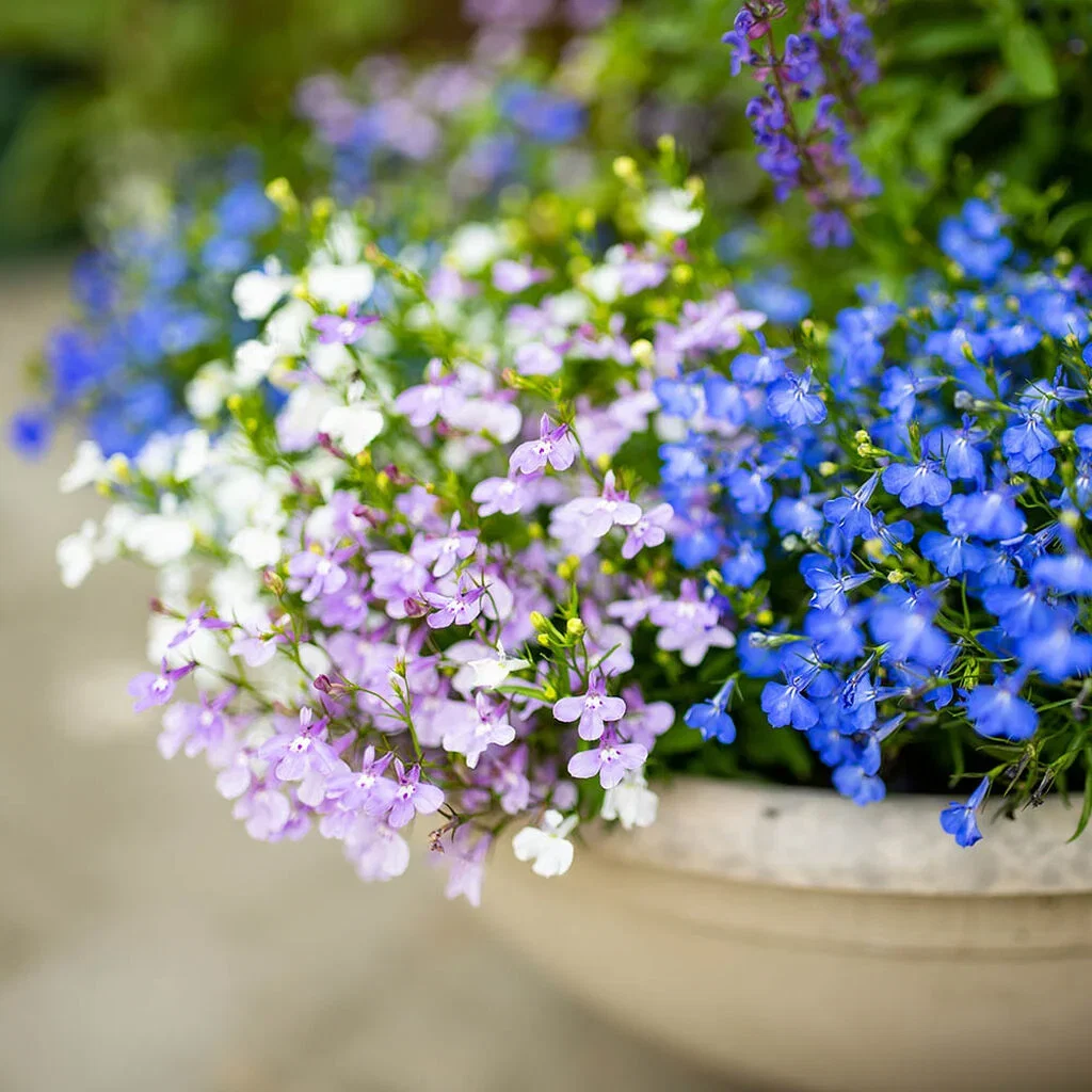Lobelia – plantering och skötsel