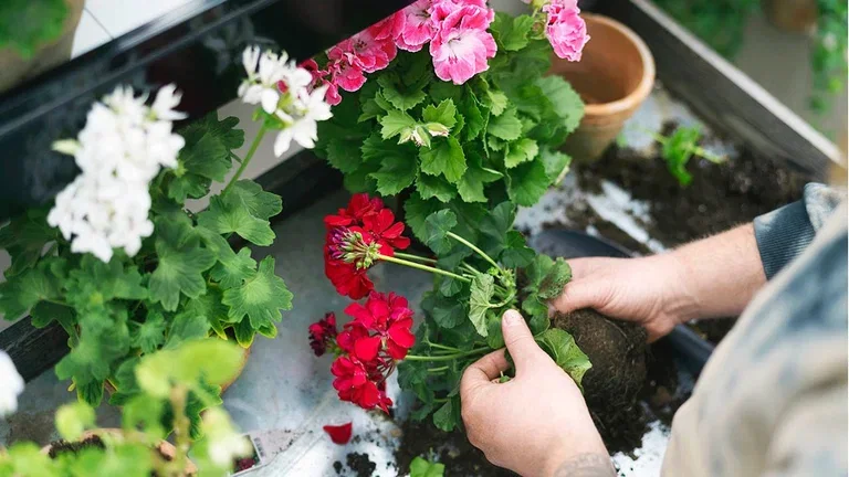 Pelargon – fakta och skötselråd