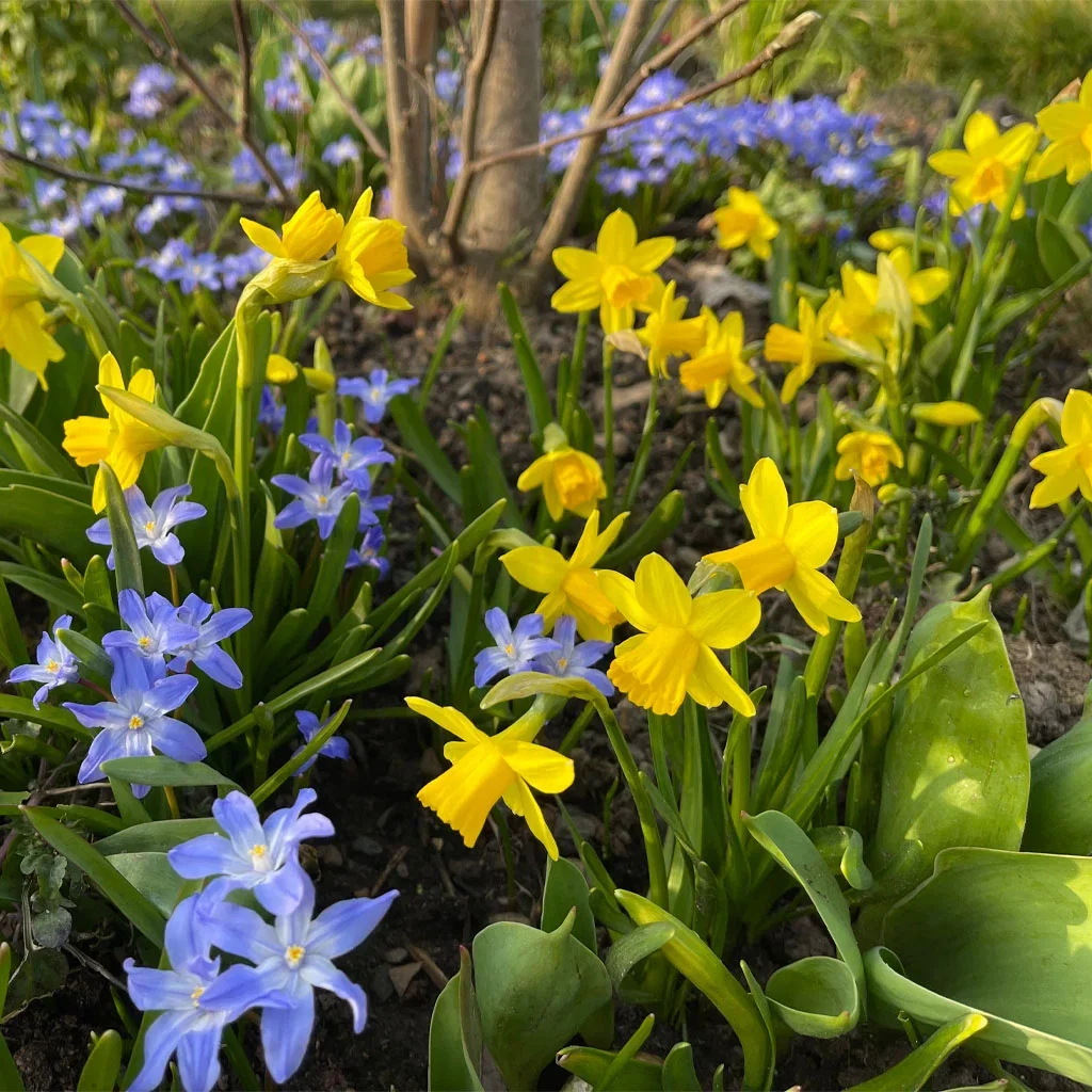 Mini daffodil (Tête-à-Tête) – planting and care