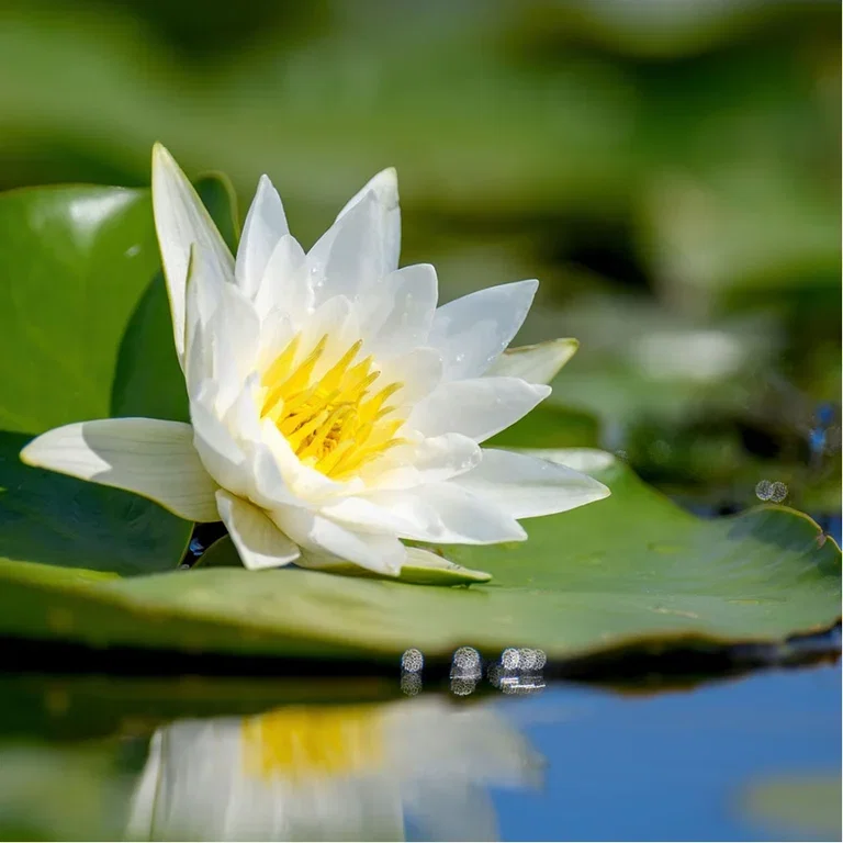 Aquatic plants and water in the garden