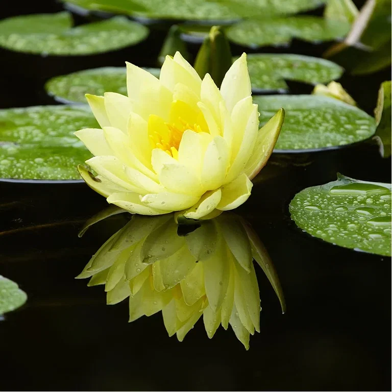 Aquatic plants and water in the garden