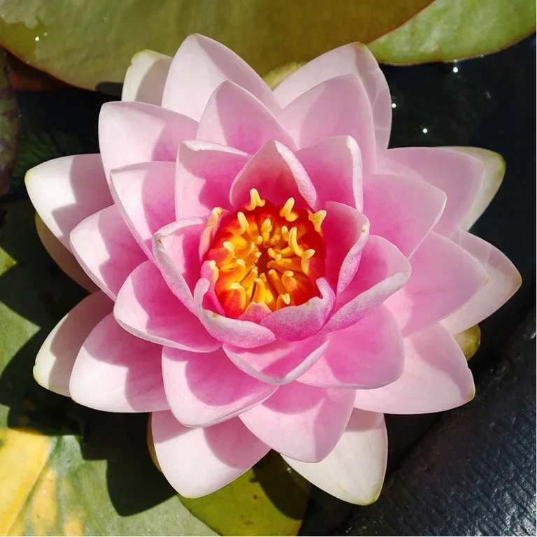 Aquatic plants and water in the garden