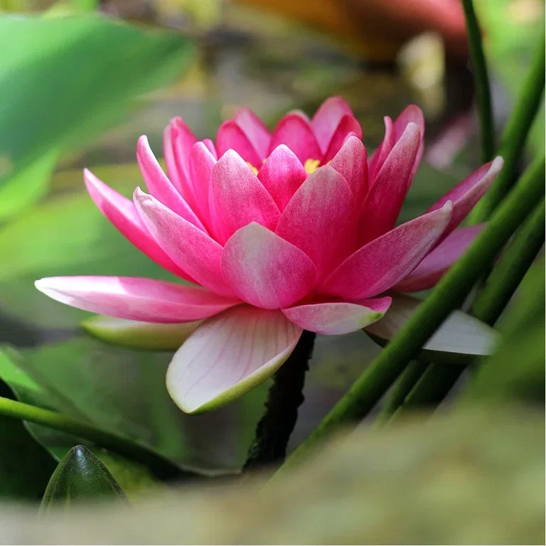 Aquatic plants and water in the garden