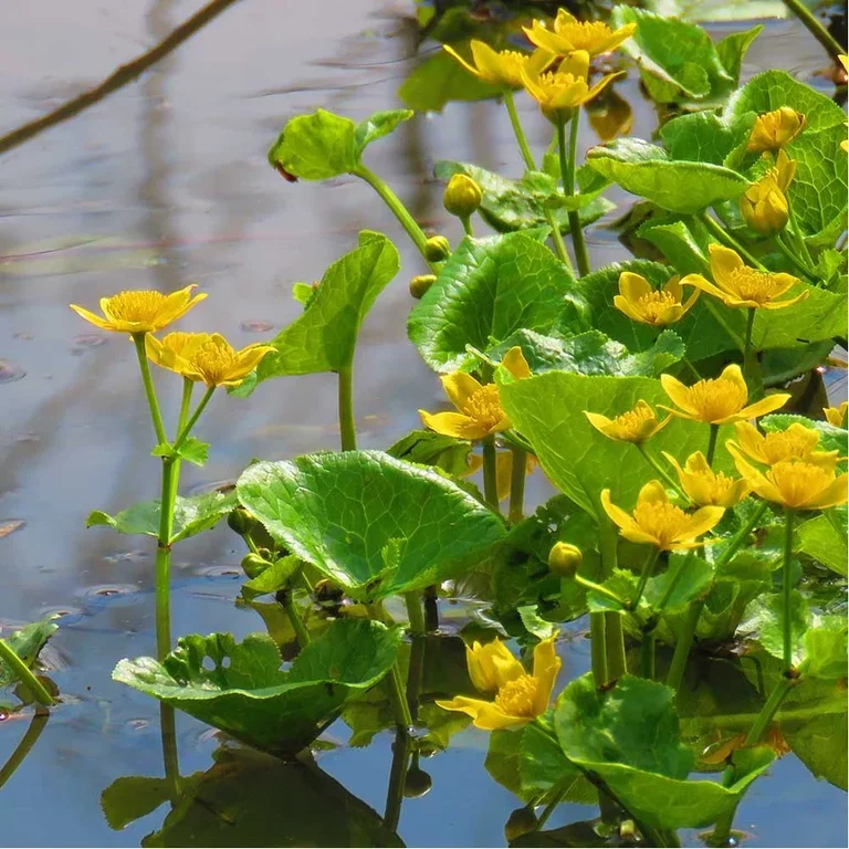 Aquatic plants and water in the garden