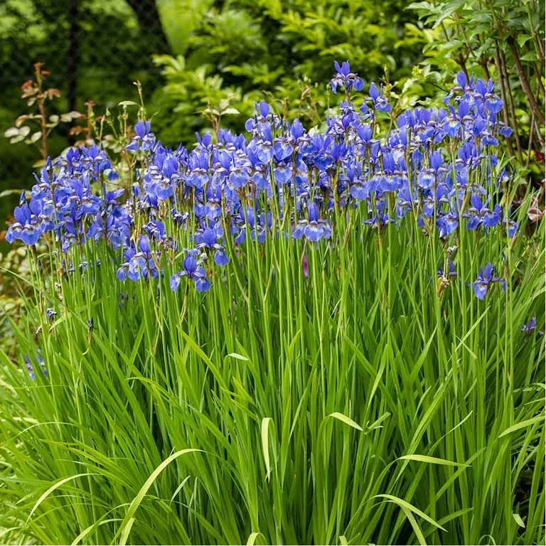 Aquatic plants and water in the garden