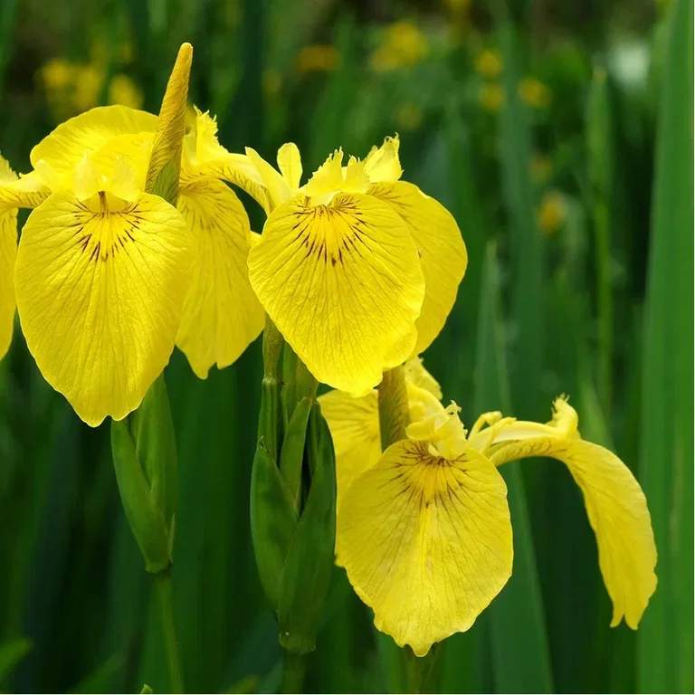 Aquatic plants and water in the garden