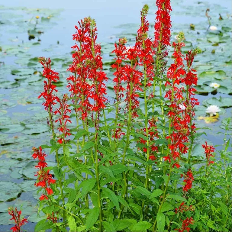 Aquatic plants and water in the garden