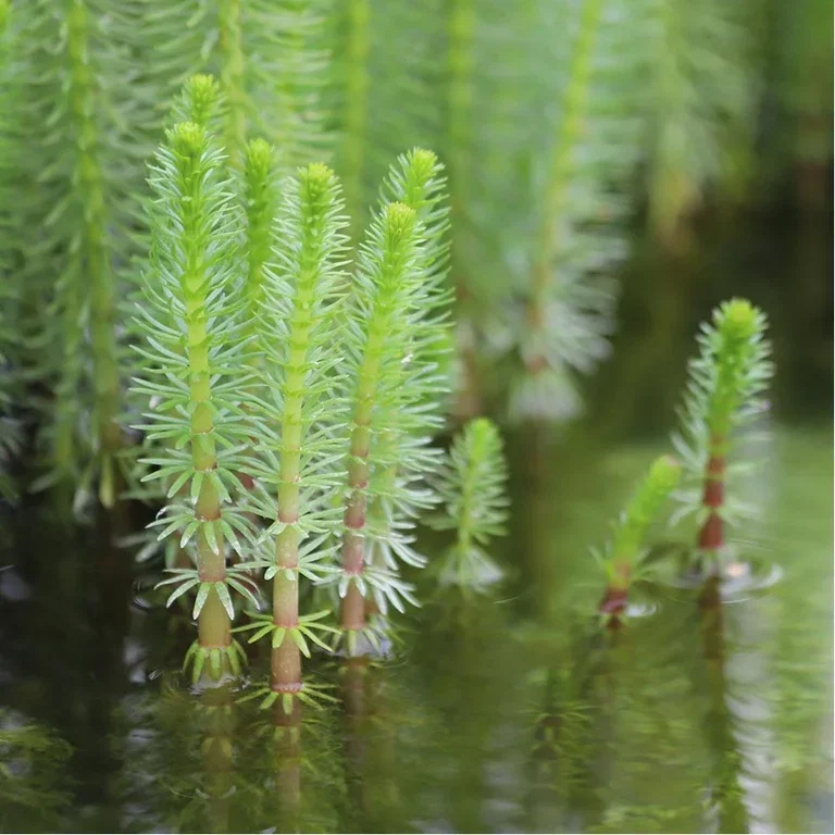 Aquatic plants and water in the garden