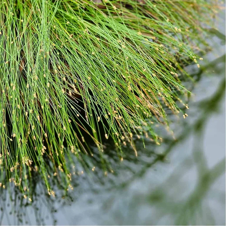 Aquatic plants and water in the garden