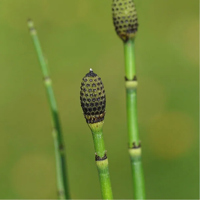 Aquatic plants and water in the garden