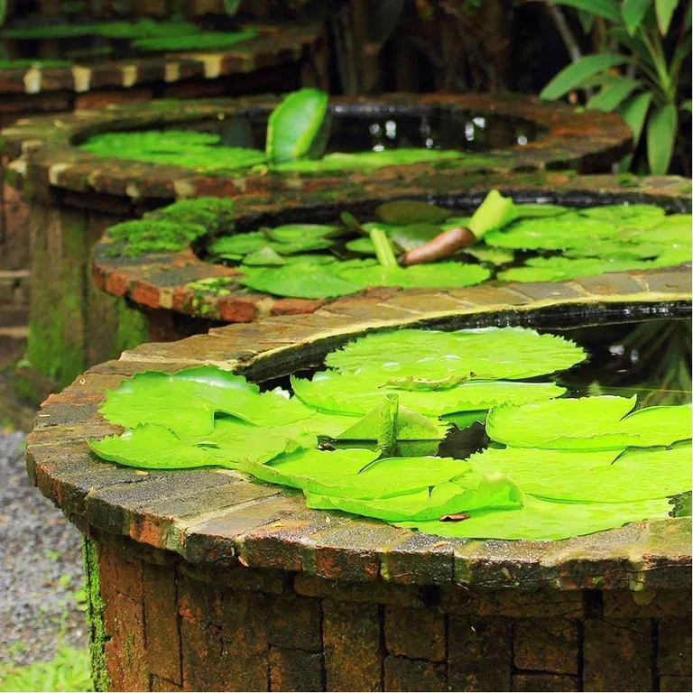 Aquatic plants and water in the garden