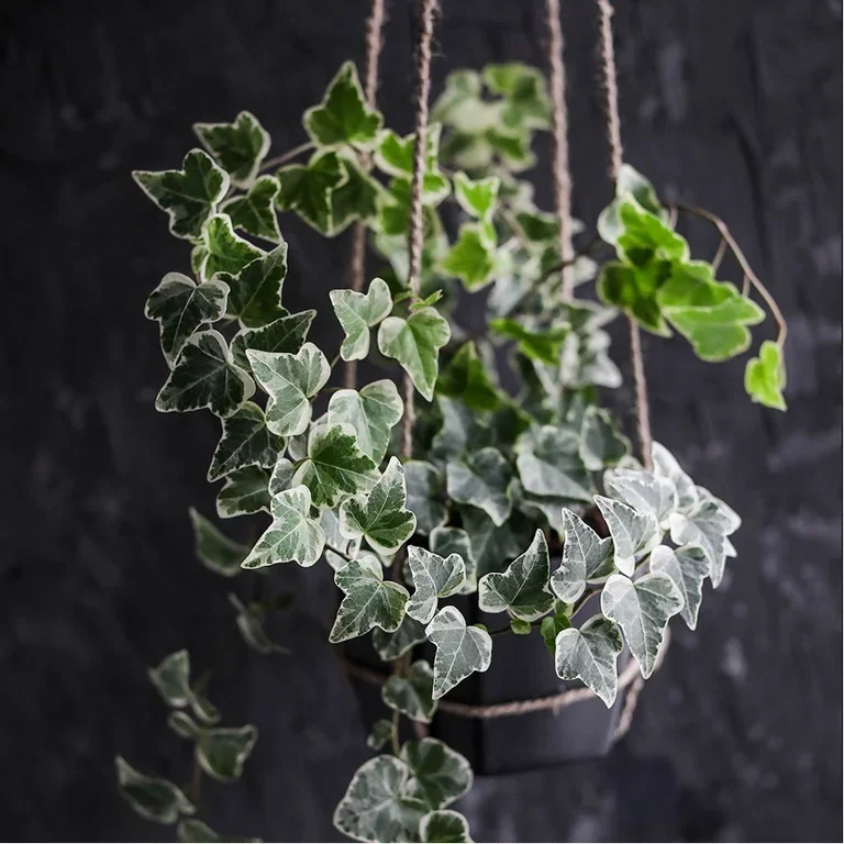 Ivy – facts and care tips